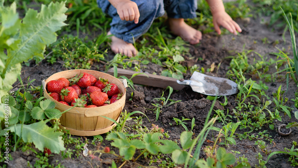 Fototapeta premium Child picking strawberries. Healthy food for children. Kids pick fresh fruit on organic strawberry farm. harvest in garden, a bucket of strawberries, juicy strawberries. Little farmer
