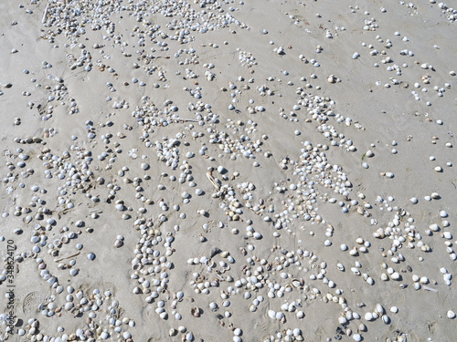 The sand and some shells at low tide. On the beach of la Baule, France, may 2020.