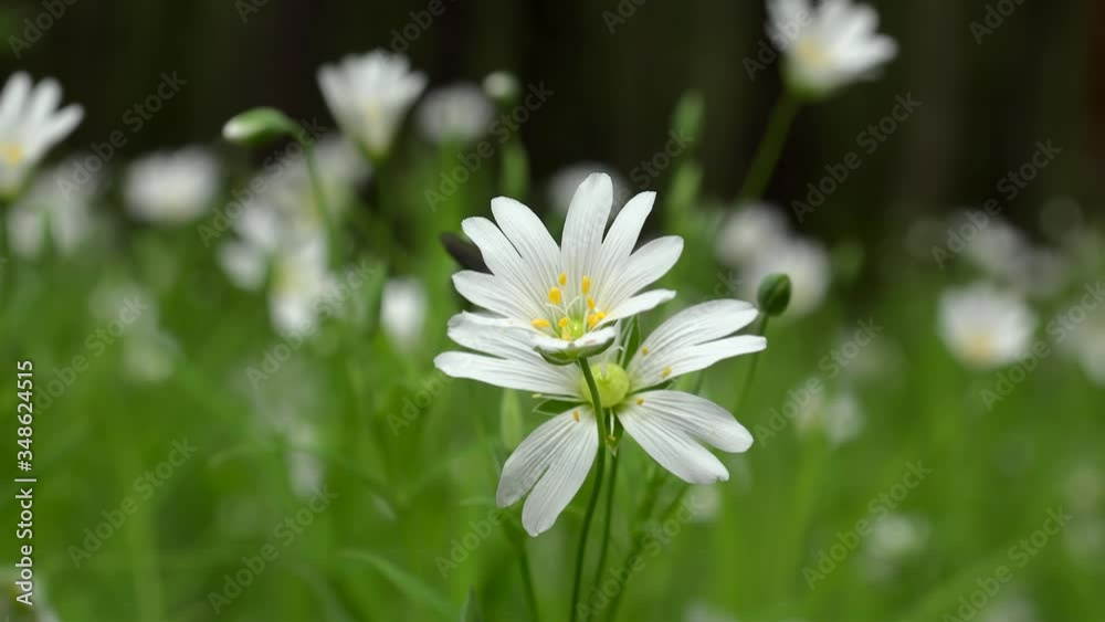 White flowers (Stellaria holostea) on a forest glade. White flowers (Stellaria holostea) on a forest glade.