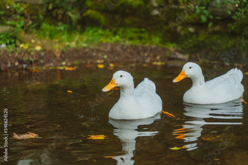 ducks on the water © Shedar
