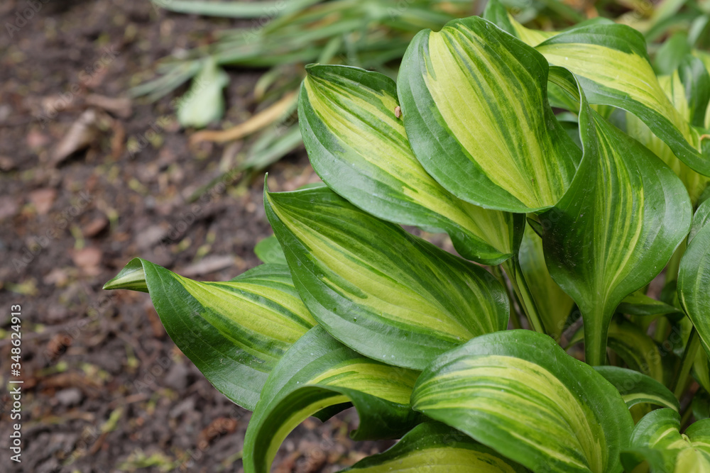 Obraz premium Hosta hybr. (Geisha), 2020