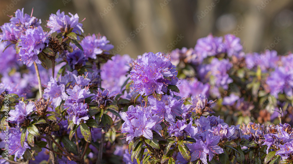 Naklejka premium Lila Rhododendron im Frühjahr im Park