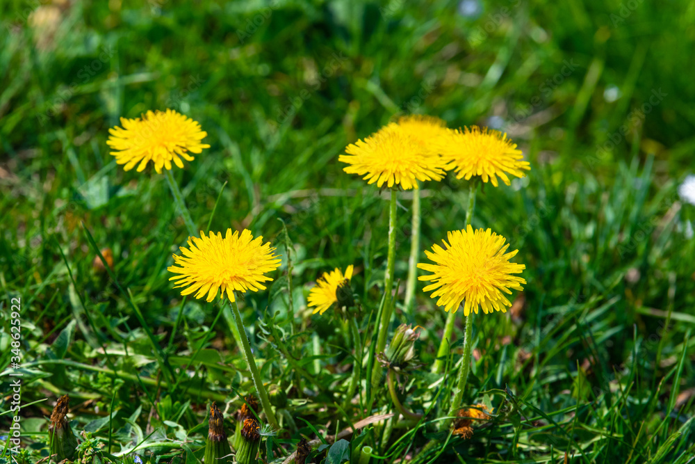 dandelion on a green meadow dandelion on a green meadow