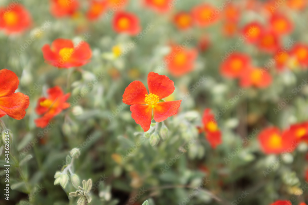 Helianthemum hybr. (Brilliant) 2020