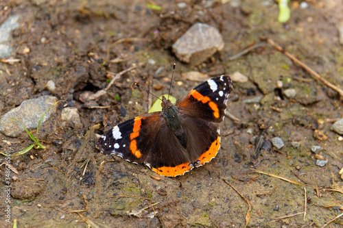 butterfly on a a mud floor photo