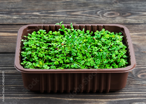 Growing microgreen, plastic container, dark wooden background.