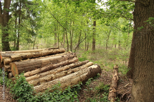 Holzstapel im Wald