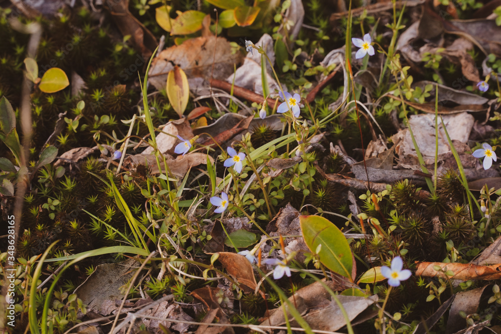 Fototapeta premium small blue flowers in lush green moss