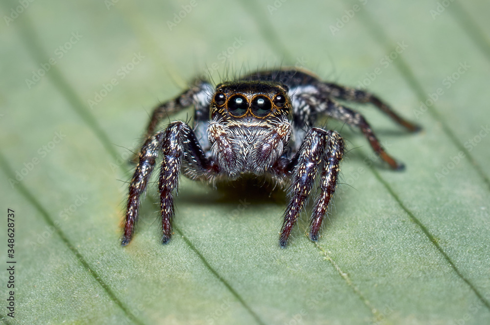 Jumping spider on a banana leaf while foraging for food Jumping spider on a banana leaf while foraging for food
