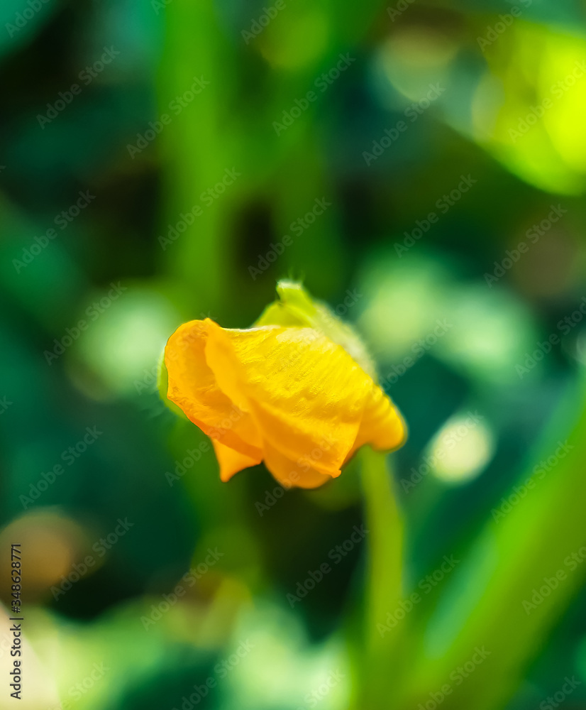 Yellow flower on the green almond trees and green background, in the agriculture land. Yellow flower on the green almond trees and green background, in the agriculture land.