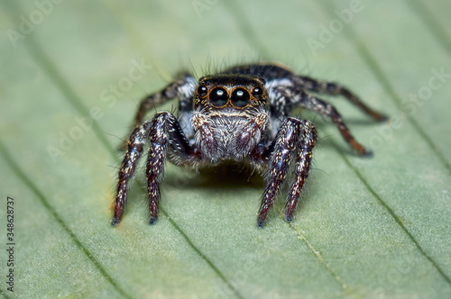 Jumping spider on a banana leaf while foraging for food