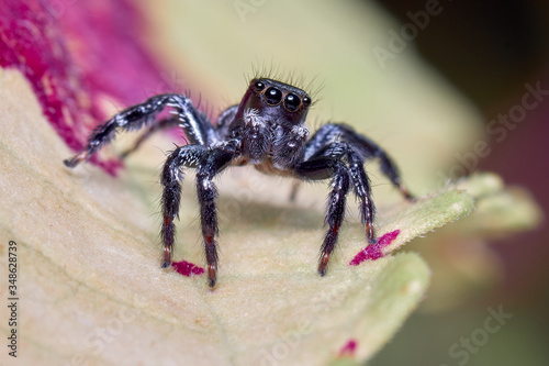 Jumping spider looks curiously at the camera while it is on a leaf