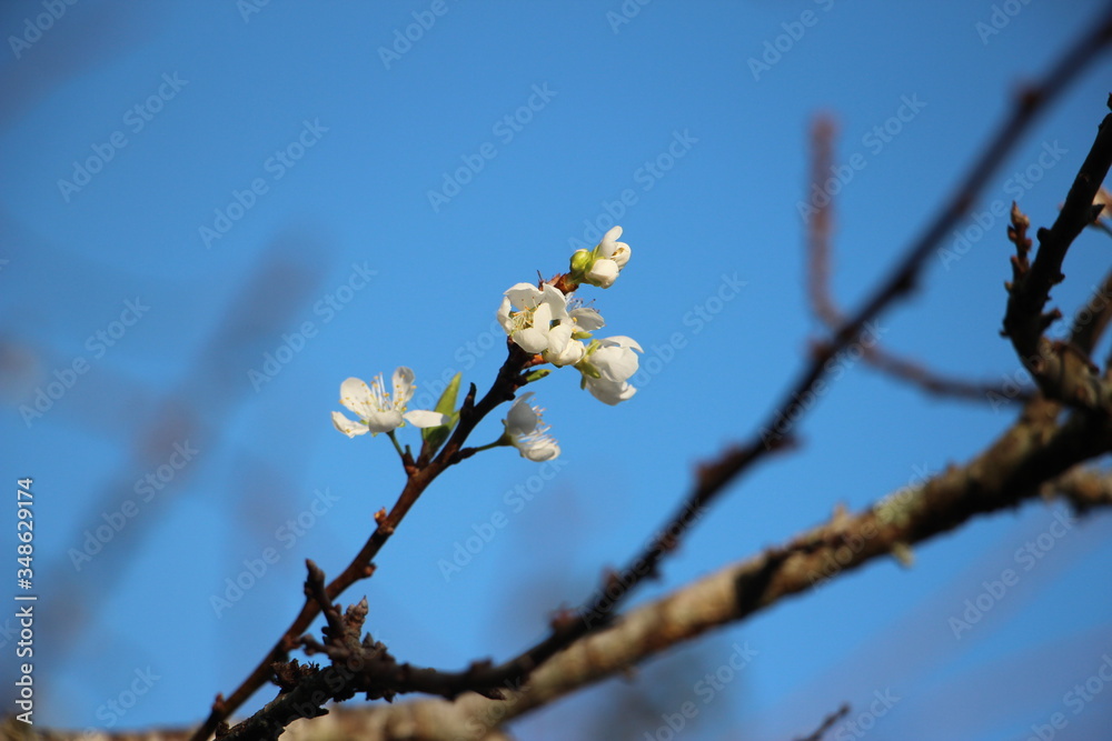 Close up of white apricot flowers on branch of tree in spring Close up of white apricot flowers on branch of tree in spring