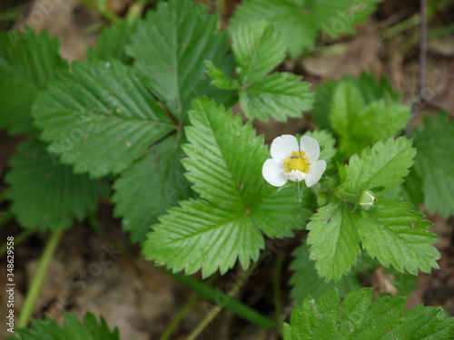 Walderdbeeren photo