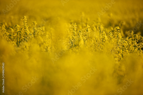 Żółte kwiaty rzepaku