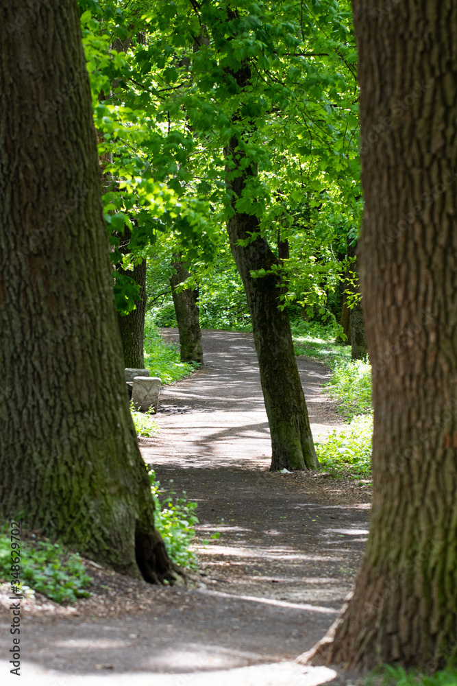 Winding road through sunny green Forest in summer Winding road through sunny green Forest in summer