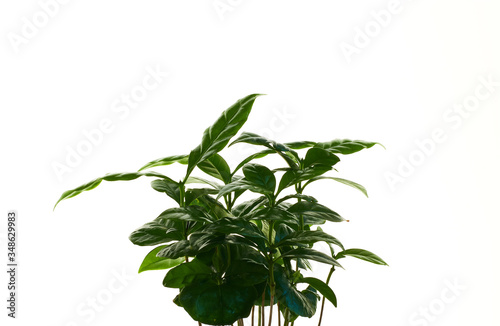 Coffee tree arabica  green houseplant with medium leaves on white isolated background.