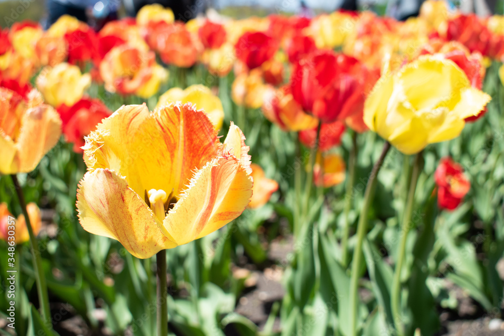 red and yellow tulips in a field red and yellow tulips in a field