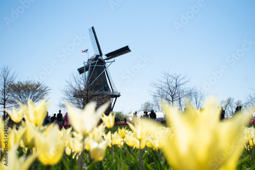 windmill with yellow tulips