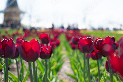 field of red tulips