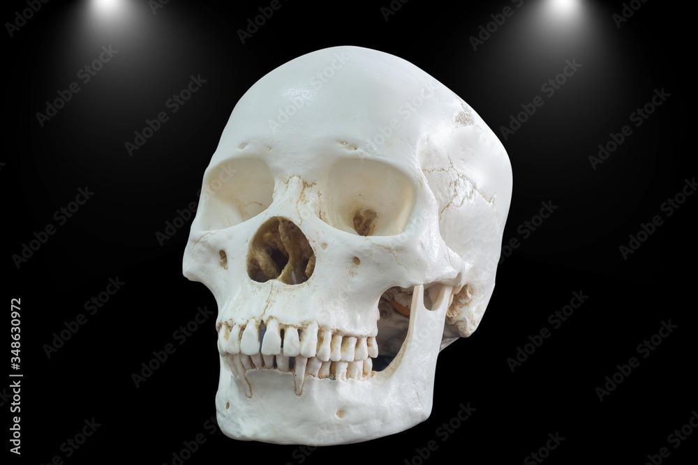 Obraz premium Skull of dark.