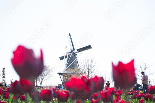 windmill near field of red tulips
