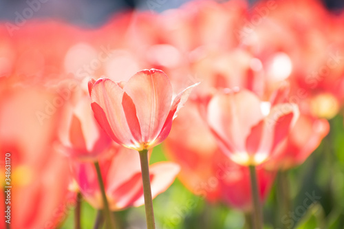 peach tulips in a field