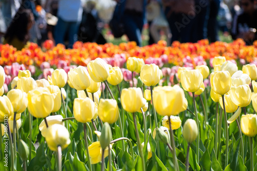 tulips in a field