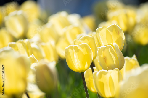 yellow tulips in a field