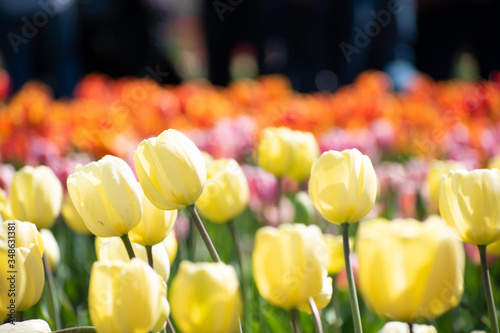 tulips in a field