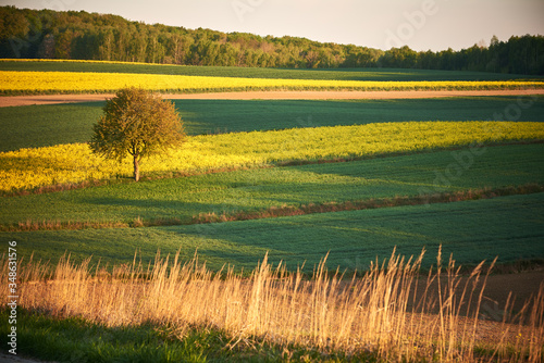 Wiejski krajobraz z polami zbóż i rzepaku
