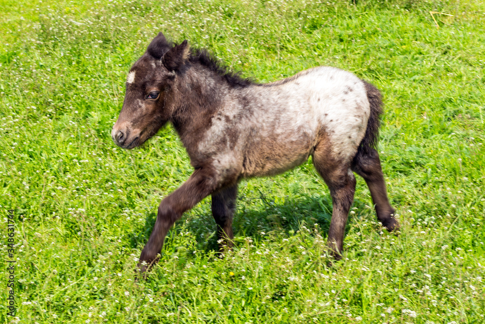 A horse grazes in a green meadow