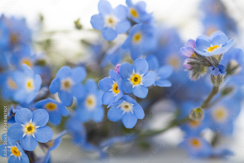Macro Close Up of Adorable Tiny Blue Forget Me Not Flowers on White Background Macro Close Up of Adorable Tiny Blue Forget Me Not Flowers on White Background