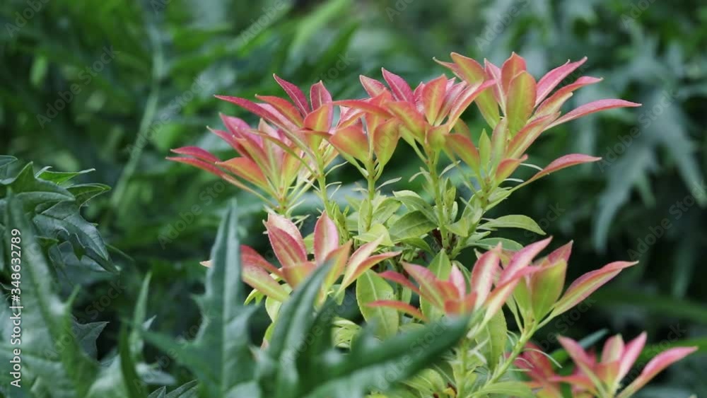 Pieris in spring with new red leaves emerging, England, United Kingdom Pieris in spring with new red leaves emerging, England, United Kingdom