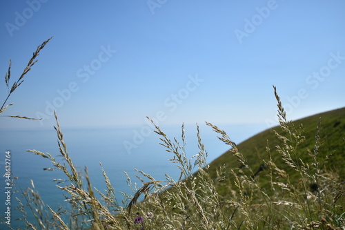 grass on the beach