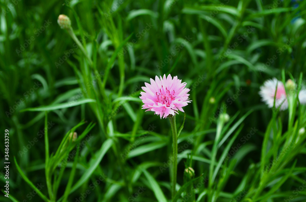Fototapeta premium pink flower in the grass