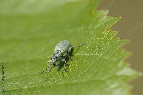 Grünrüssler Käfer auf einen Blatt © Revilo Lessen