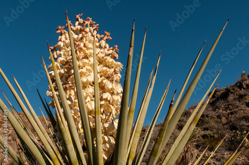 Banana yucca (Yucca baccata) blooming in Big Bend NP;  Texas photo