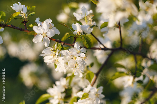 Beautiful natural background. Summer, spring concepts. Fresh cherry flowers in the gentle rays of the warm sun. Copy space. Template for design. Soft focus