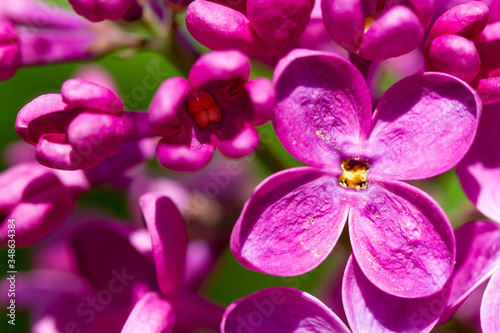 Blooming lilac flower super macro