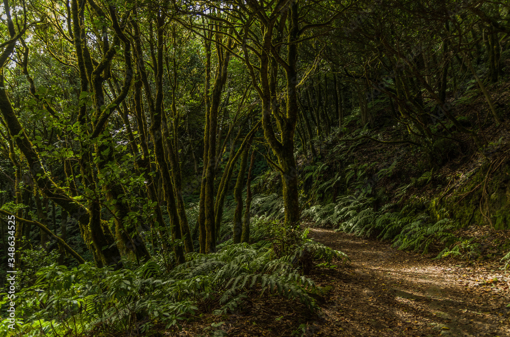 Path in the Lauren forest, Tenerife, Spain Path in the Lauren forest, Tenerife, Spain