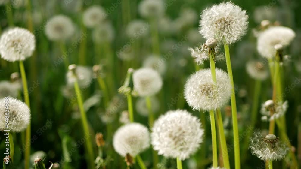 Faded dandelions die on a sunny day. Swinging in the wind. Macro video Faded dandelions die on a sunny day. Swinging in the wind. Macro video