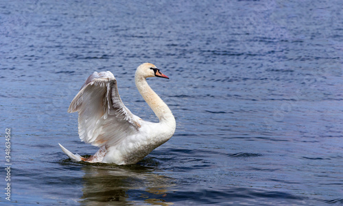 Mute swan (Cygnus olor) spreading wings wide open and landing on the lake