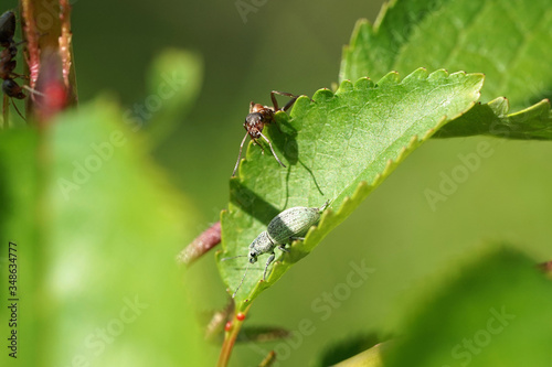 Grünrüssler Käfer und Ameise