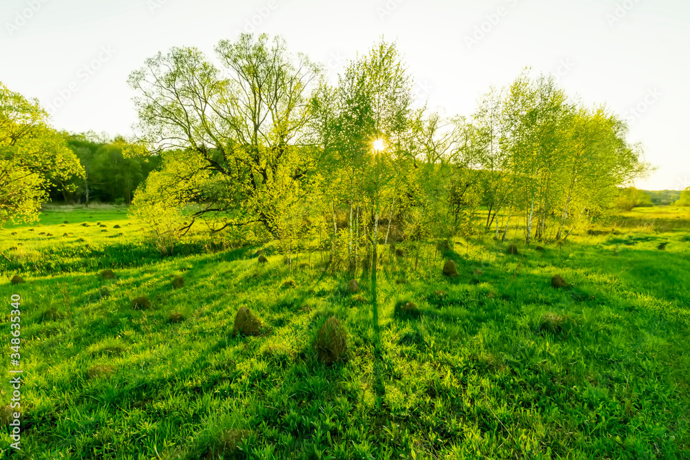 beautiful spring sunset in a green shiny field with green grass and golden sun rays, deep blue cloudy sky , trees and beautiful spring sunset in a green shiny field with green grass and golden sun rays, deep blue cloudy sky , trees and
