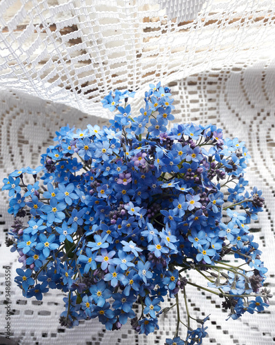 Beautiful blue forget-me-not flowers on white background. closeup of myosotis flowers blooming. Old fashioned white bobbinet