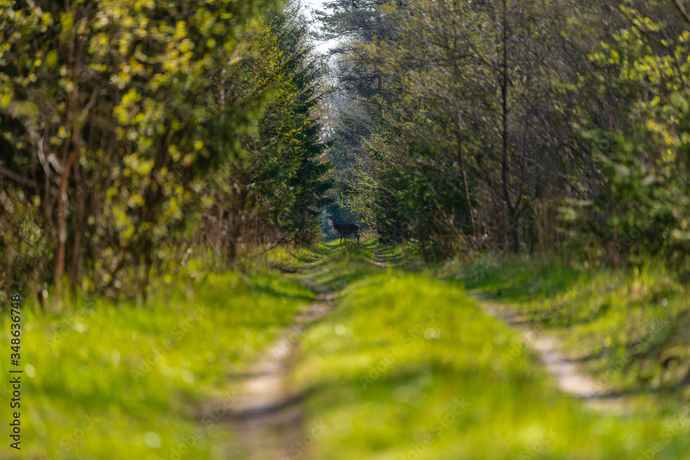 Fototapeta premium a small deer in a latvian forest on a forest road