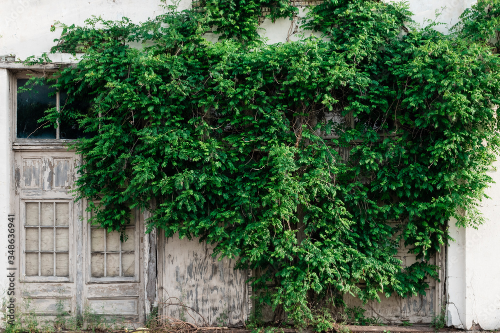 Abandoned building with overgrown foliage across the facade. Located across the street from the historic downtown McKinney district in McKinney, Texas, a suburb of Dallas. 