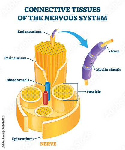 Connective tissues of the nervous system educational vector illustration. photo