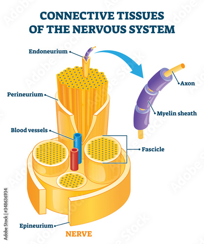 Connective tissues of the nervous system educational vector illustration.